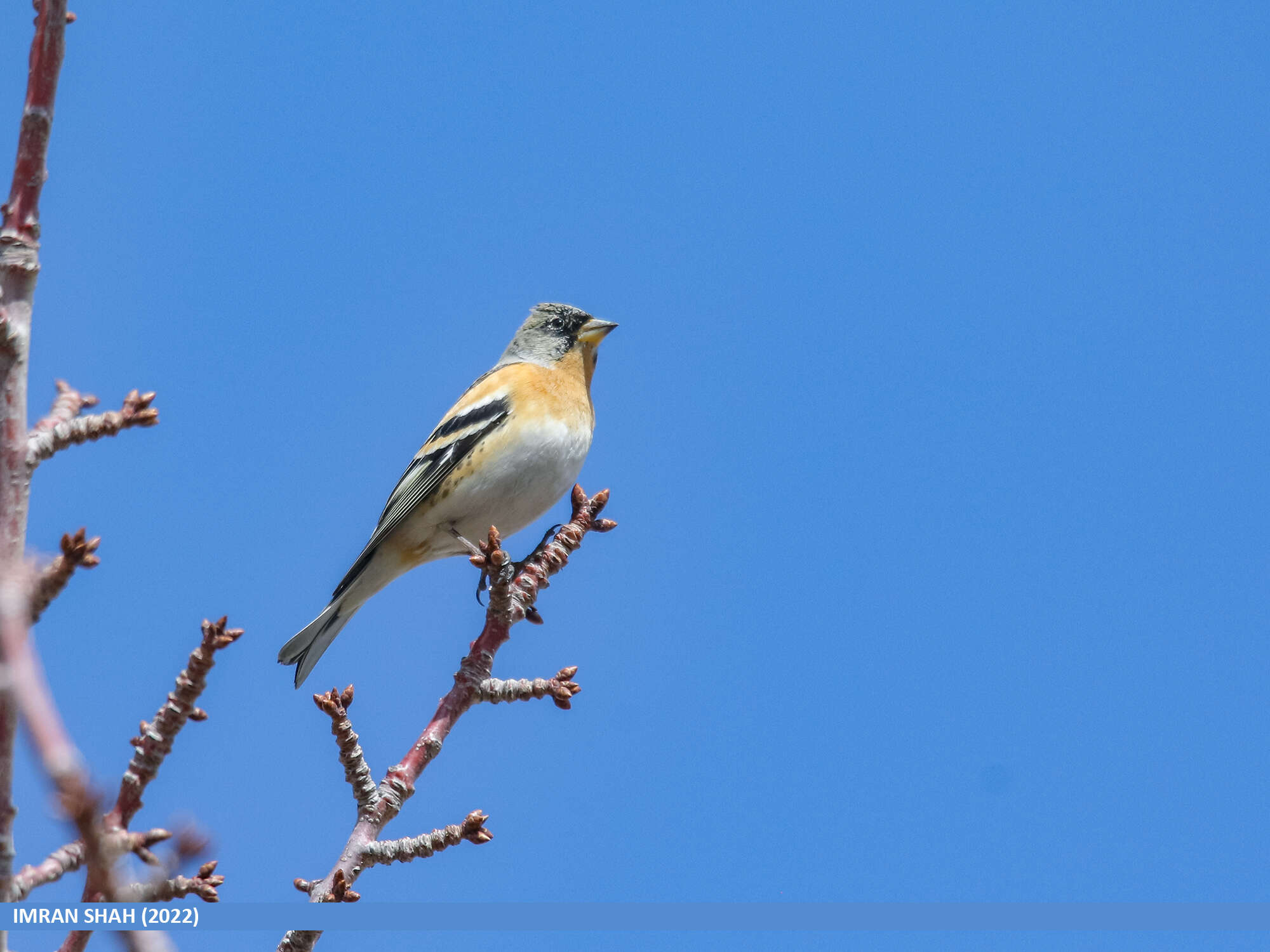 Image of Brambling