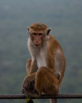 Image of Toque macaque