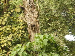 Image of Hoary-bellied Squirrel