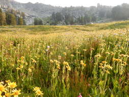 Image of hairy arnica