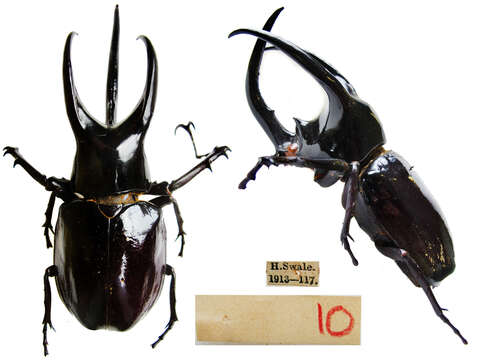 Image de Chalcosoma moellenkampi Kolbe 1900