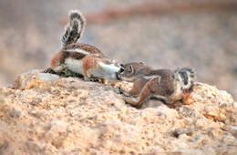 Image of white-tailed antelope squirrel