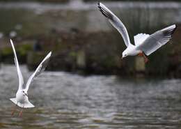 Image of Black-headed Gull