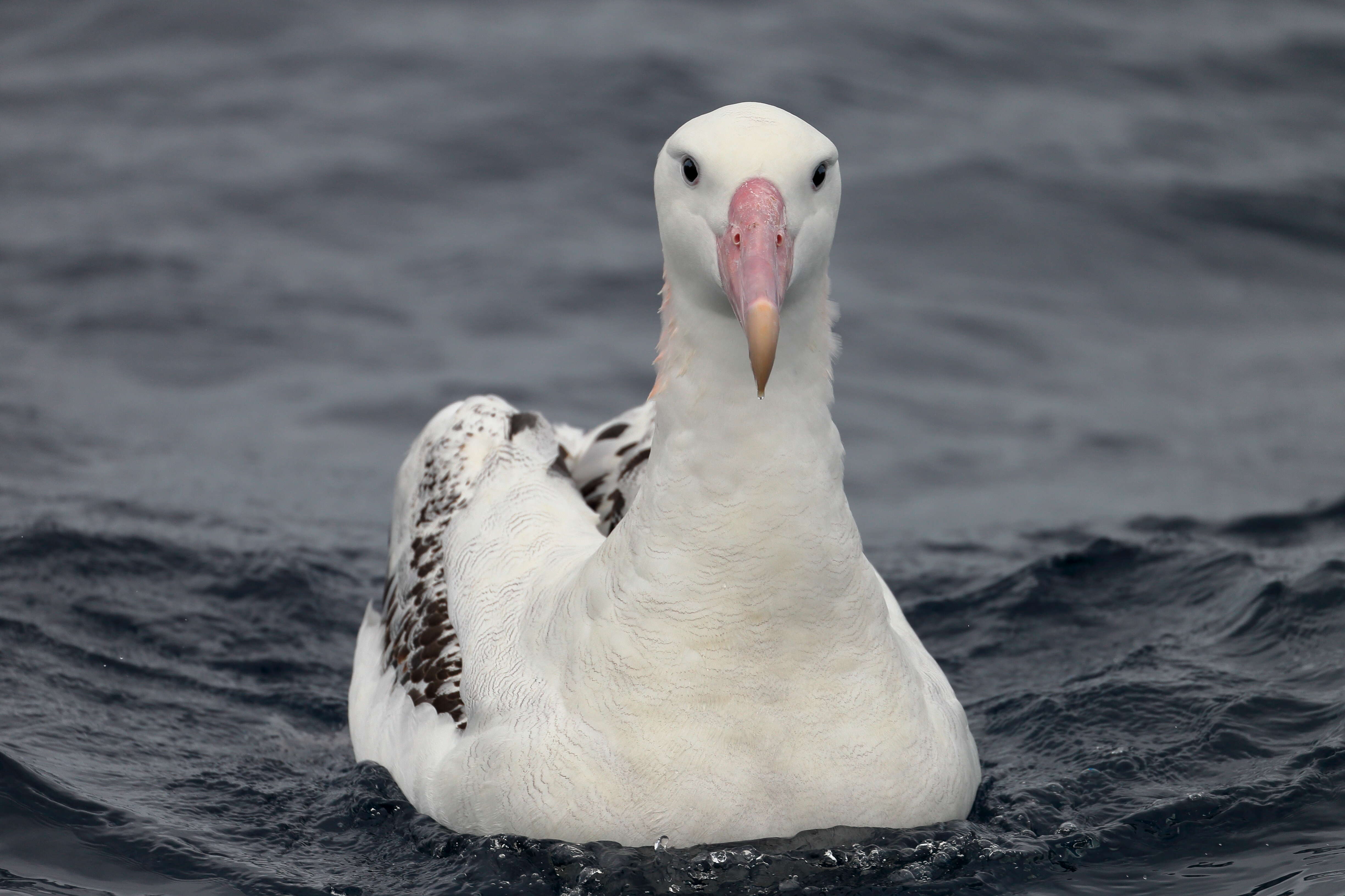 gezgin albatros resmi