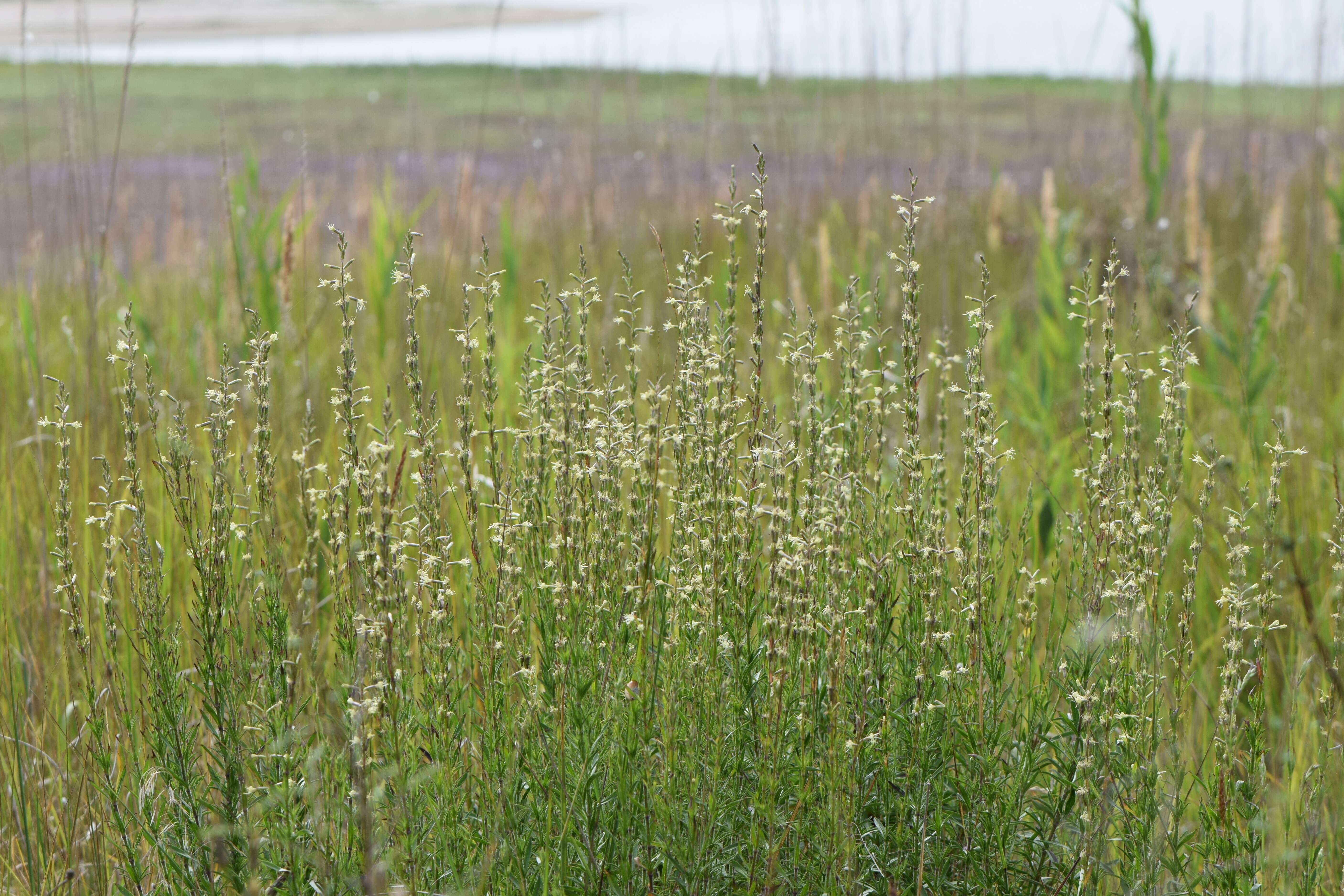 Image of Silene tatarica (L.) Pers.