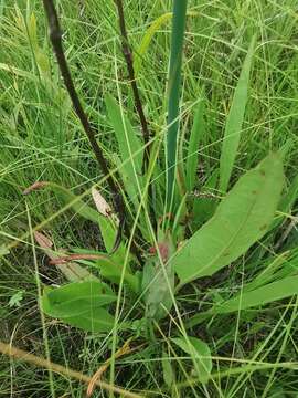 Rumex arcticus Trautv.的圖片