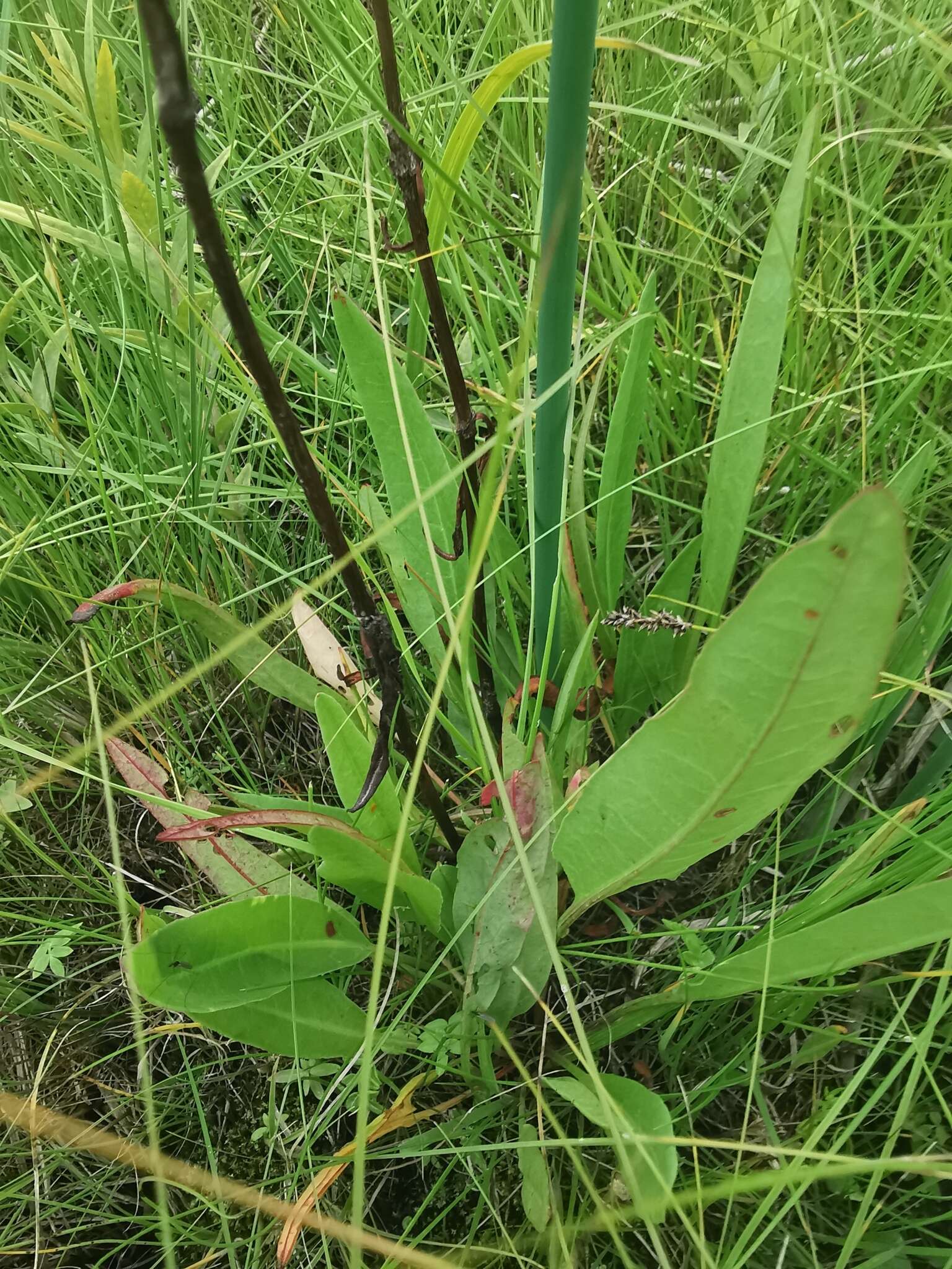 Rumex arcticus Trautv.的圖片