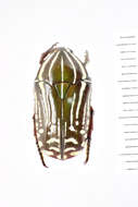 Image of Rhabdotis