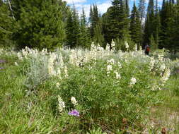 Imagem de Lupinus arbustus Lindl.