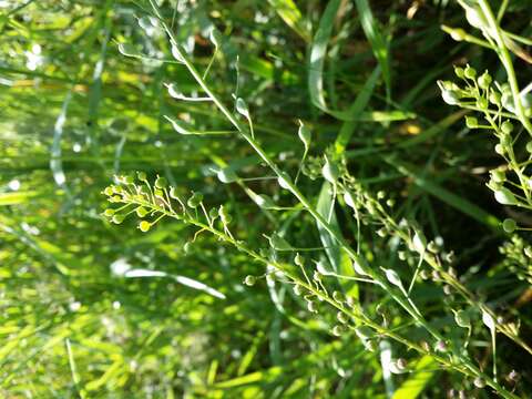 Image of ball mustard