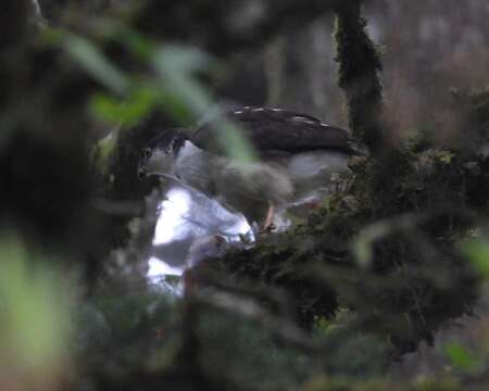 Image of White-breasted Hawk