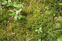 Image of hylocomiastrum moss