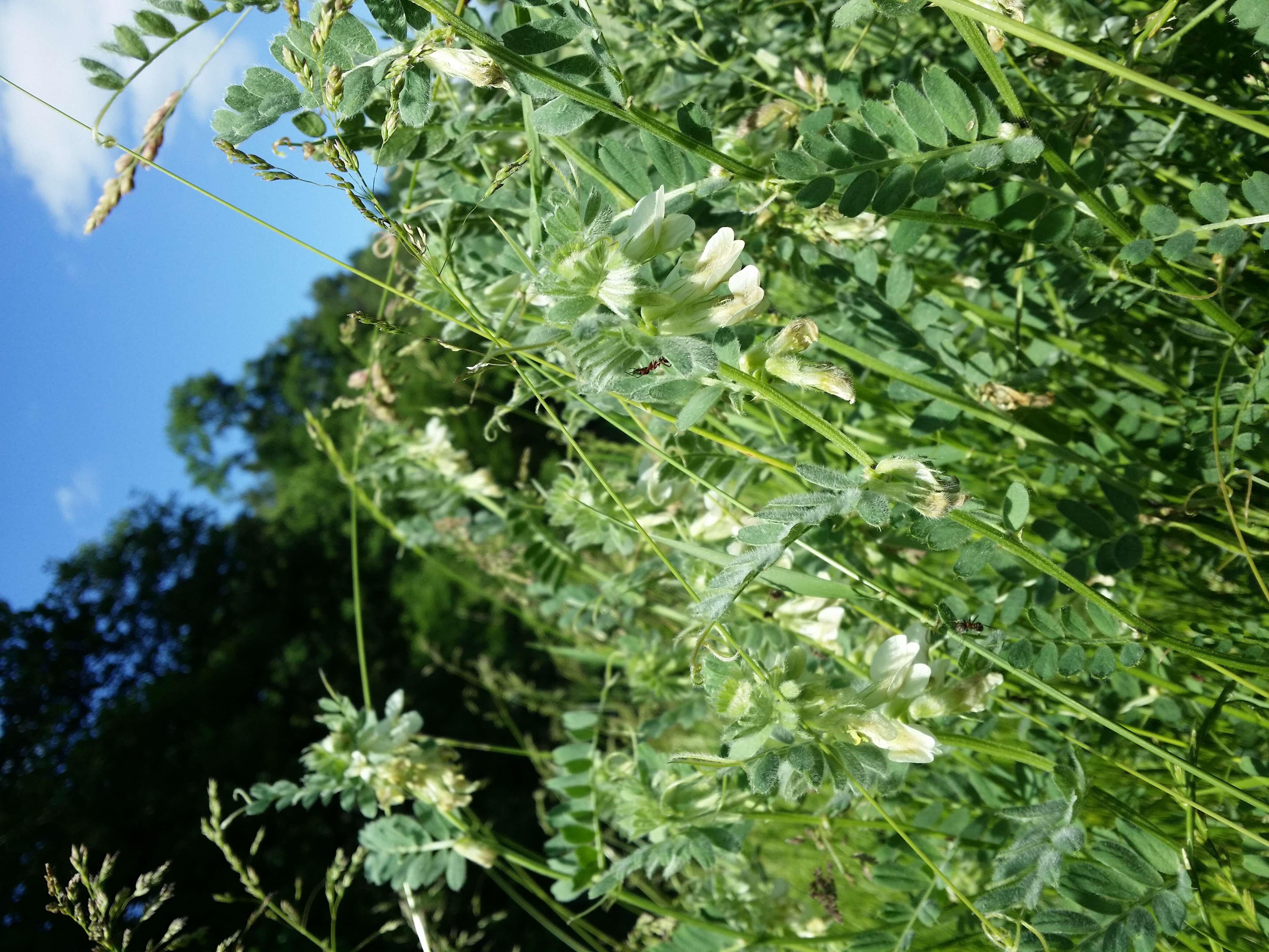 Imagem de Vicia pannonica Crantz