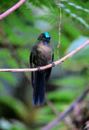 Image of Violet-tailed Sylph