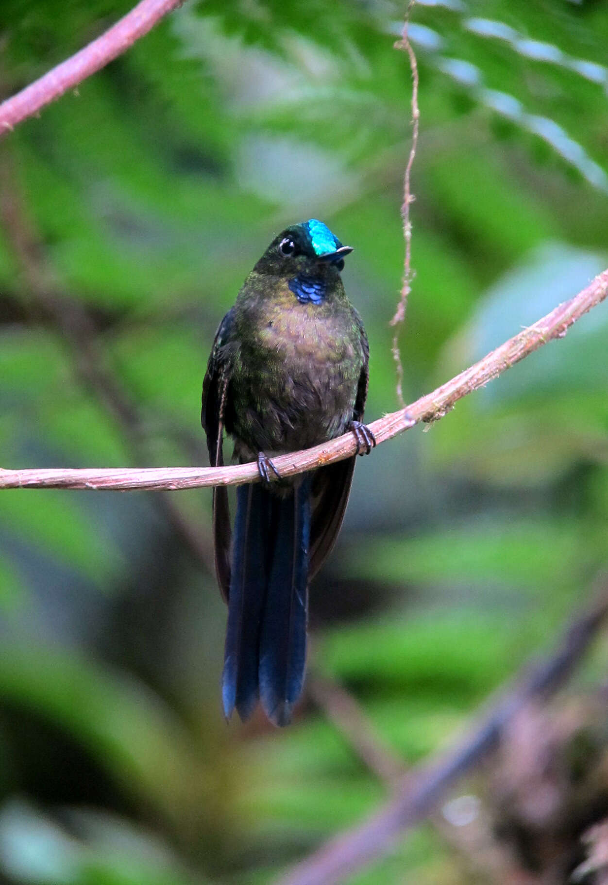 Image of Violet-tailed Sylph