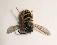 Image of Common wasp