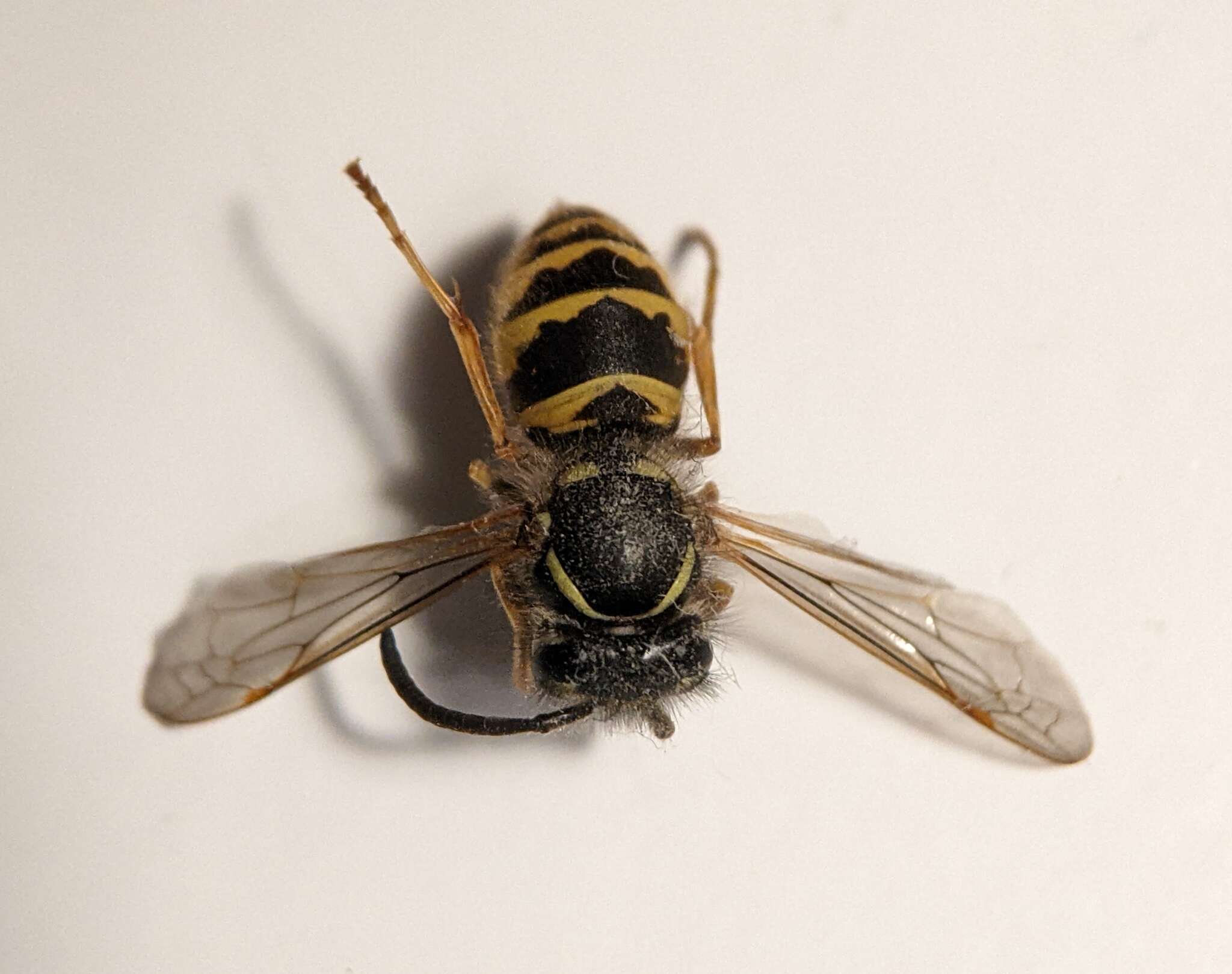 Image of Common wasp