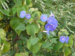 Sivun Ipomoea indica (J. Burman) Merr. kuva