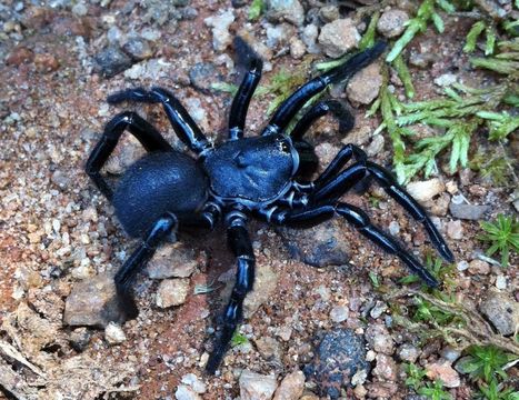 18.https www inaturalist org photos 5845708.580x360