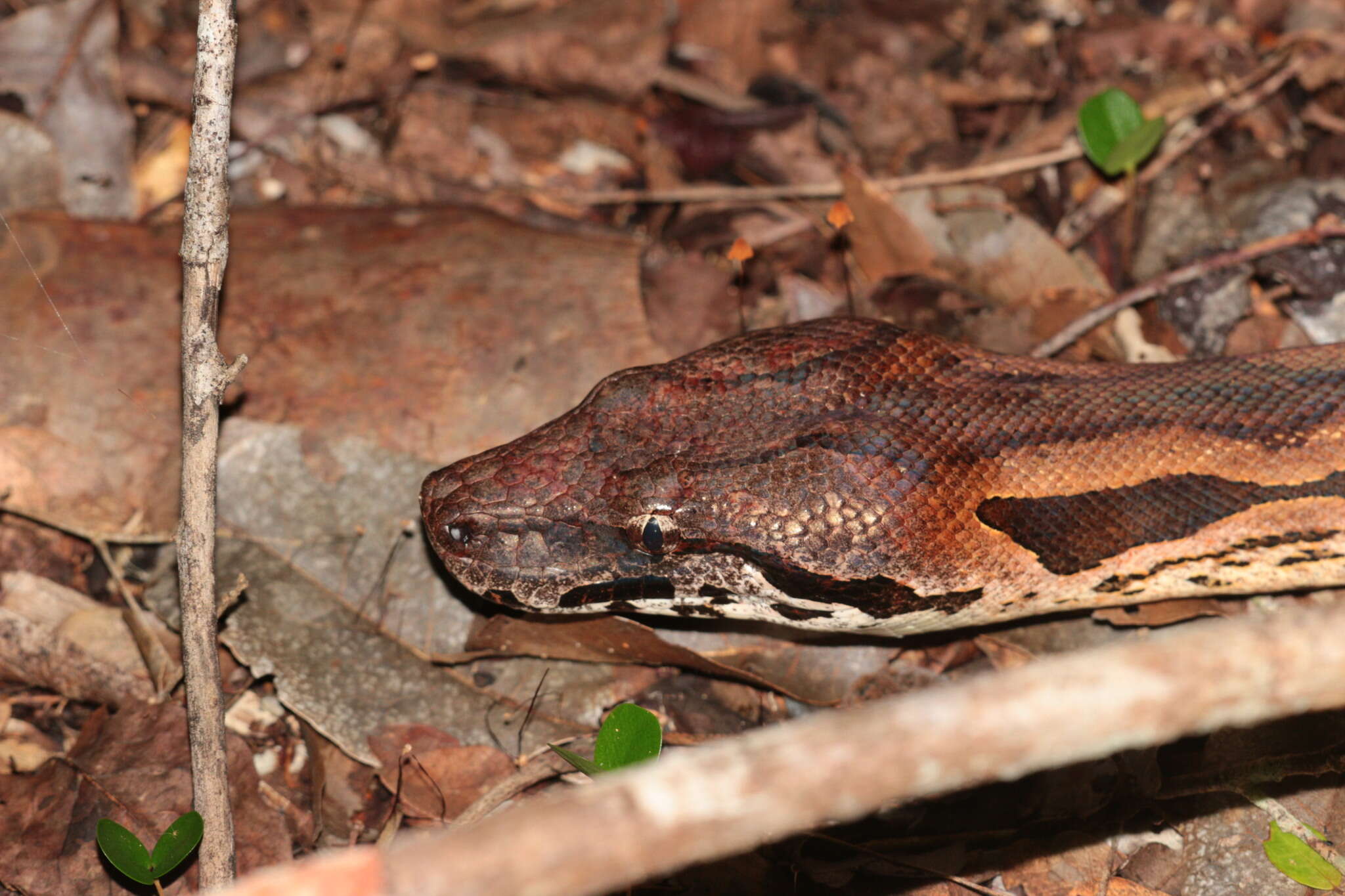 Слика од Acrantophis madagascariensis (Duméril & Bibron 1844)