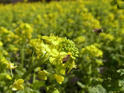 Image of Apis cerana japonica