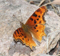 Image of Satyr Comma