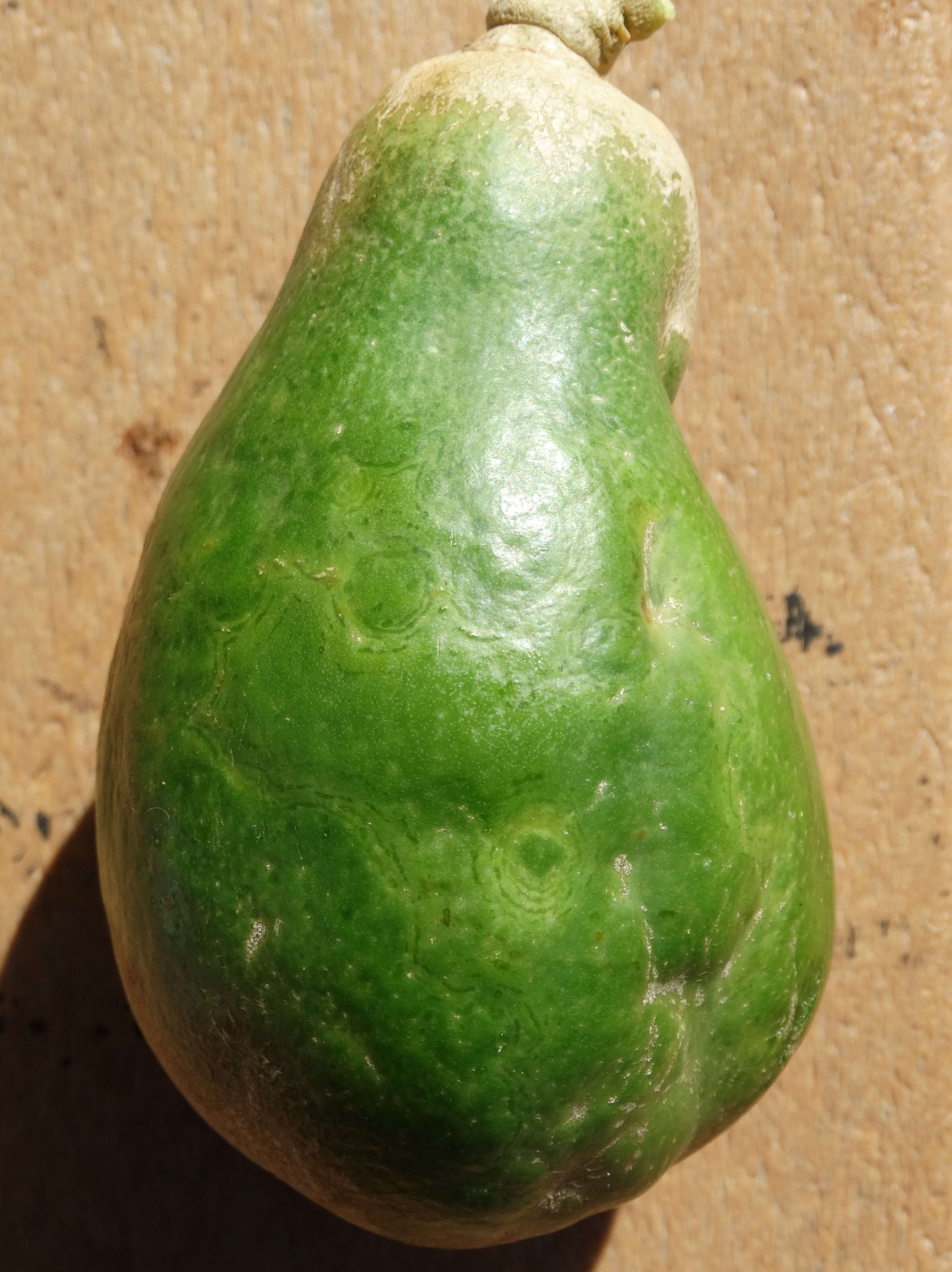 Image of Papaya ringspot virus