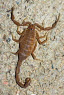 Image of Arizona Bark Scorpion