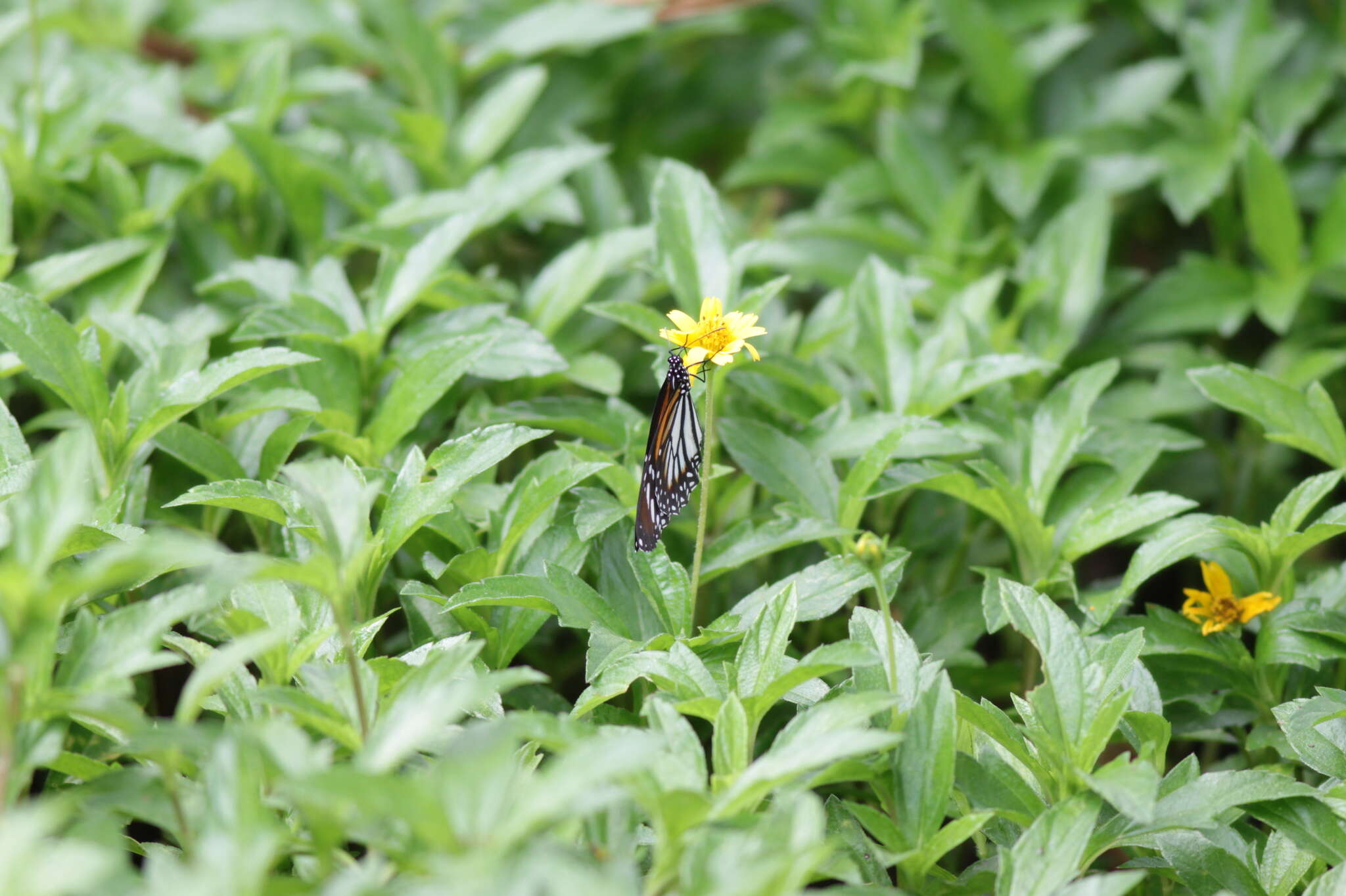 Image de Danaus (Anosia) melanippus Cramer 1777