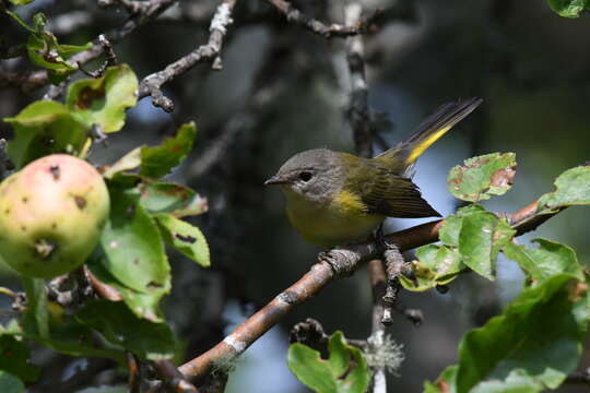 Imagem de Setophaga ruticilla (Linnaeus 1758)