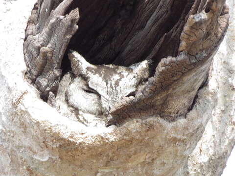 Image of Indian Scops Owl