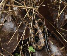 Image of Hump-nosed pit viper