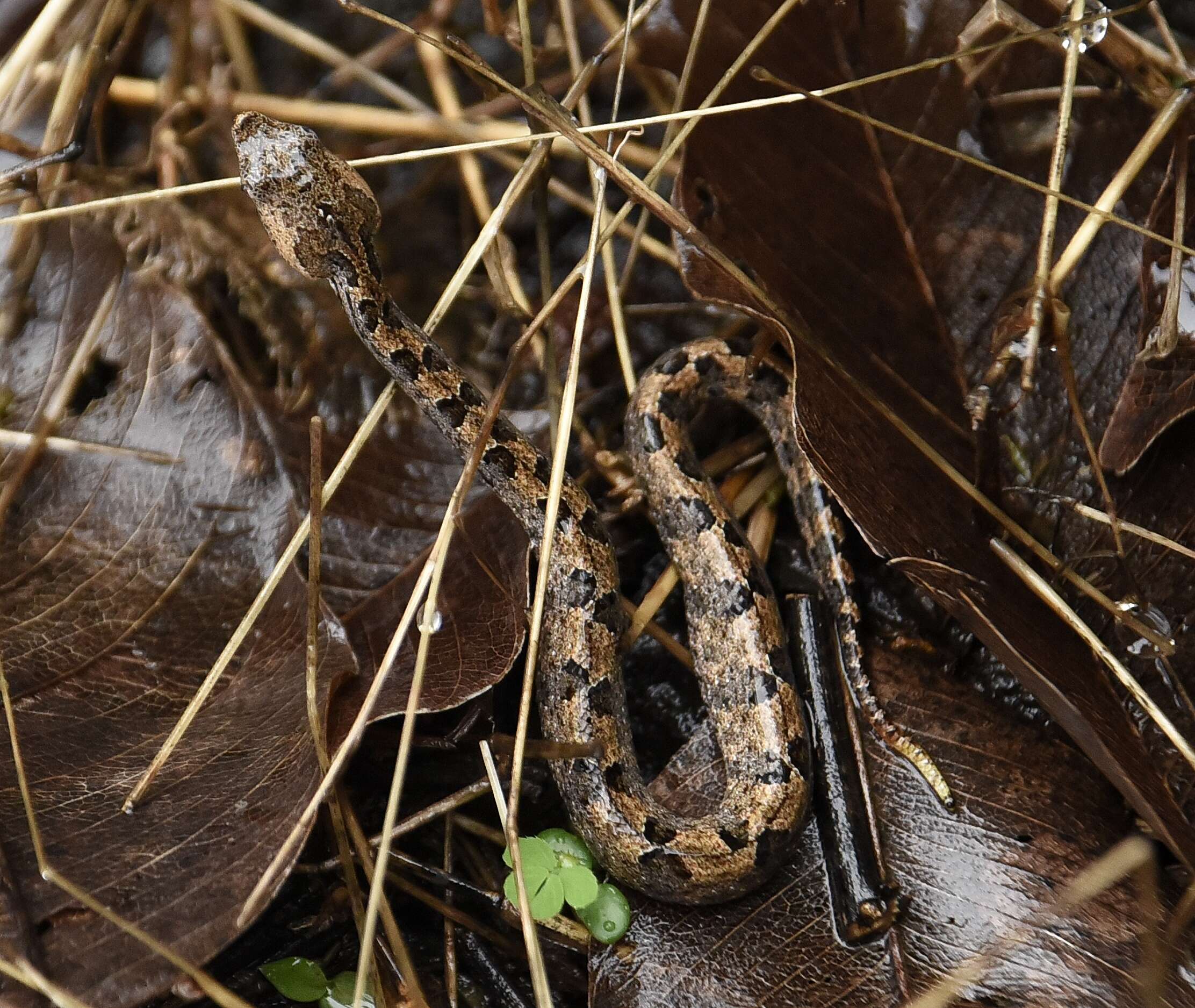 Image of Hump-nosed pit viper