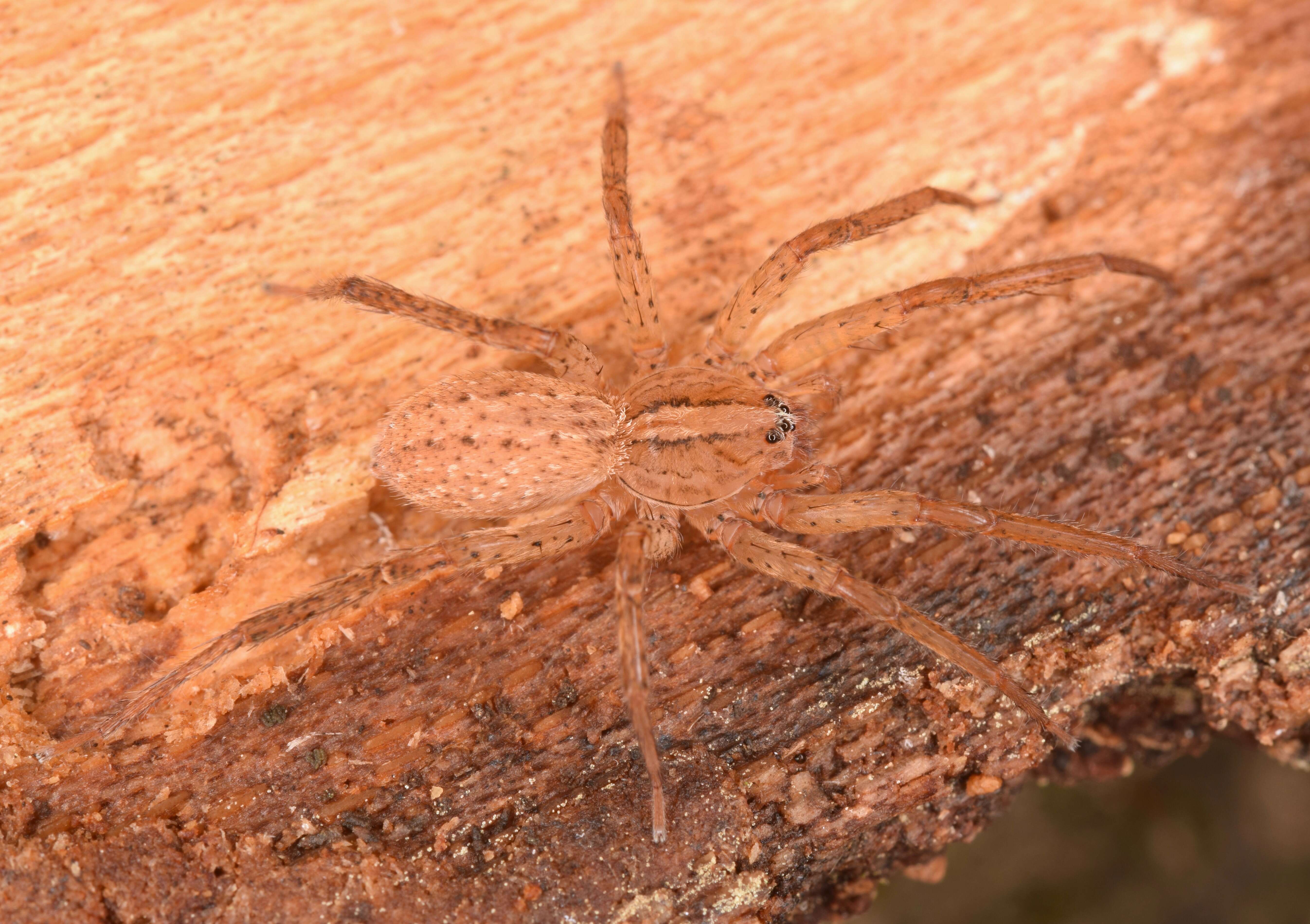 Image of Anahita punctulata (Hentz 1844)