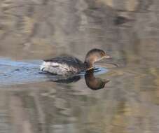 Image of Pied-billed Grebe