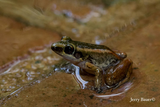 Image of <i>Eleutherodactylus paralius</i> Schwartz 1976