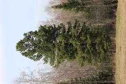 Image of Siberian pine