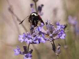 Plancia ëd Zygaena occitanica Villers 1789