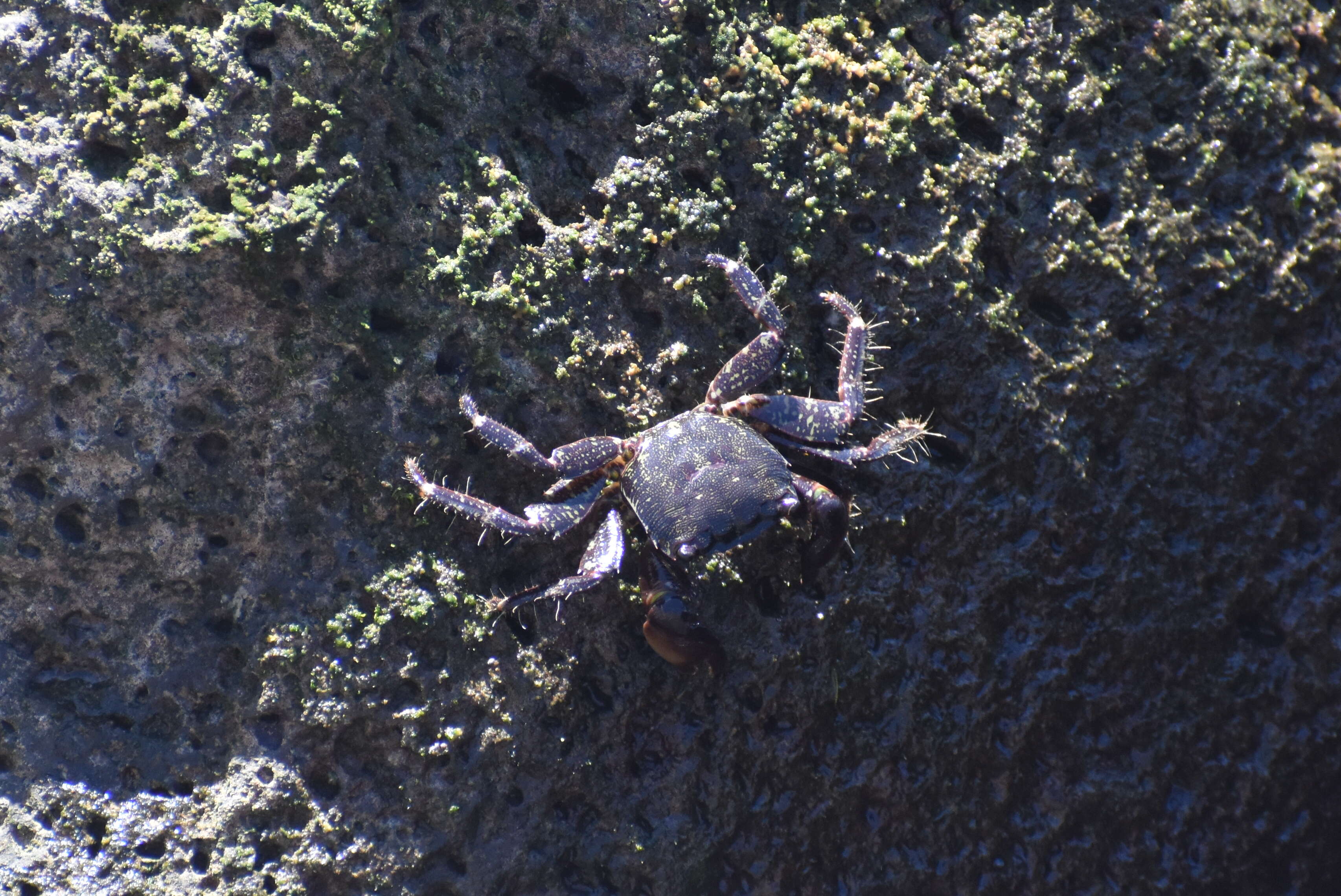 Image of marbled rock crab