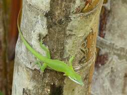 Image of Cuban green anole