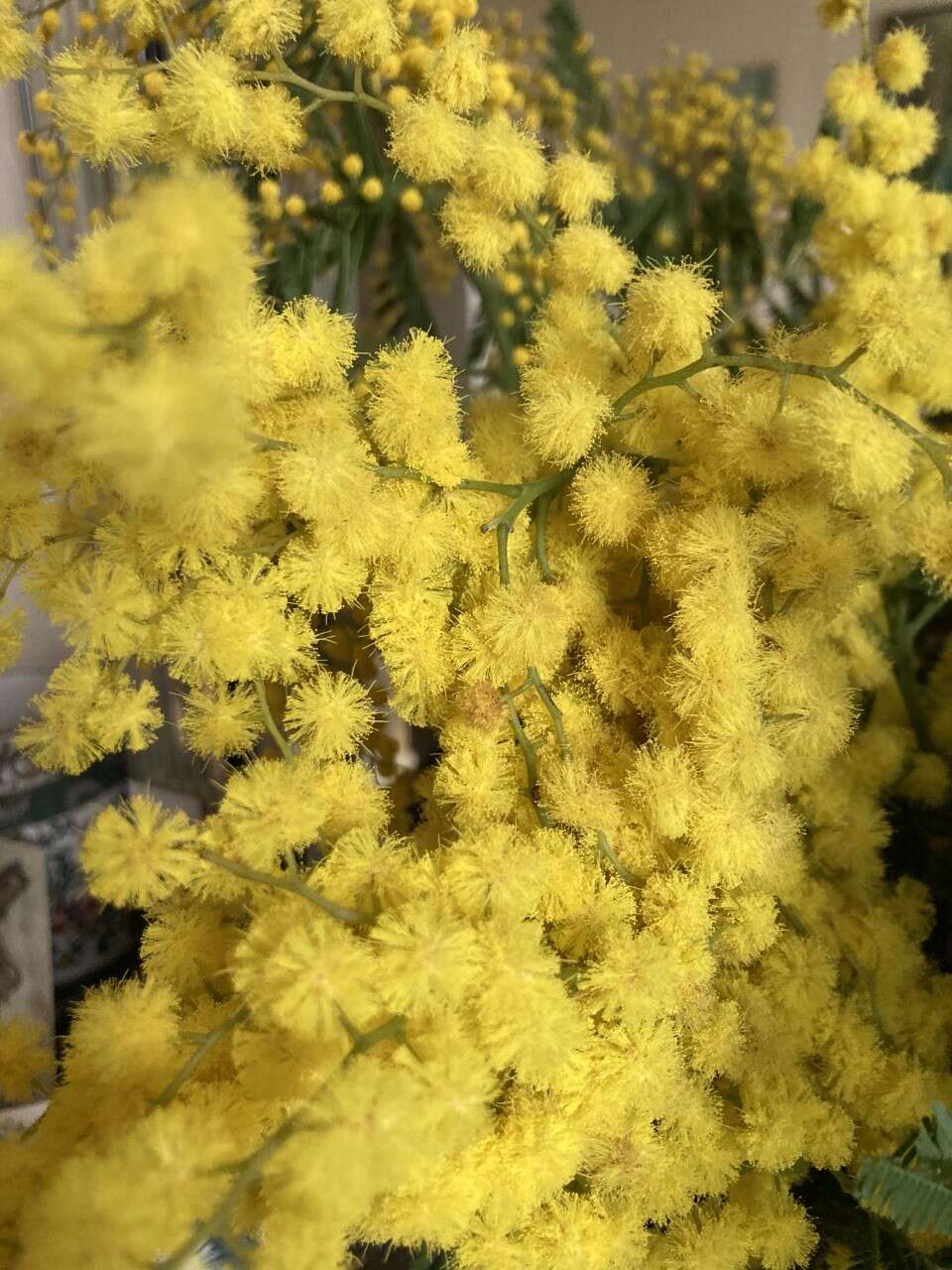 Image of water wattle