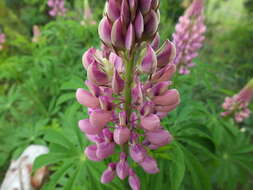 Plancia ëd Lupinus polyphyllus Lindl.