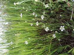 Nigella arvensis L. resmi