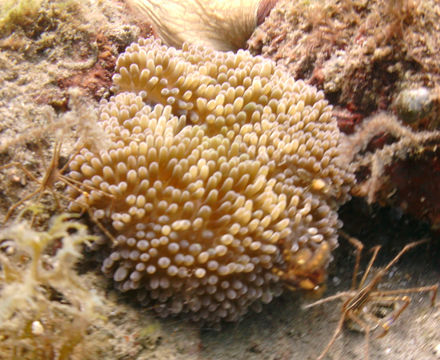 18.https www inaturalist org photos 5851032.580x360