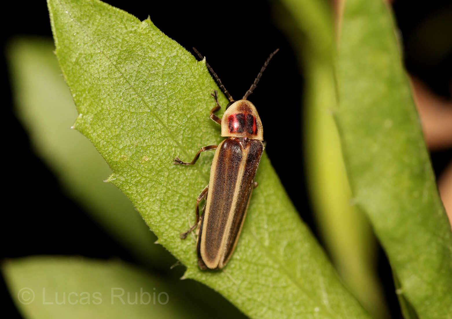 Image of Photinus signaticollis (Blanchard ex Brullé 1846)