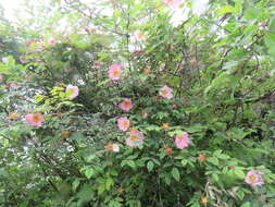 Image of Rosa macrophylla Lindl.