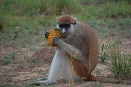 Image of Patas Monkey