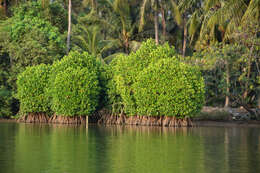 Image of Mangrove