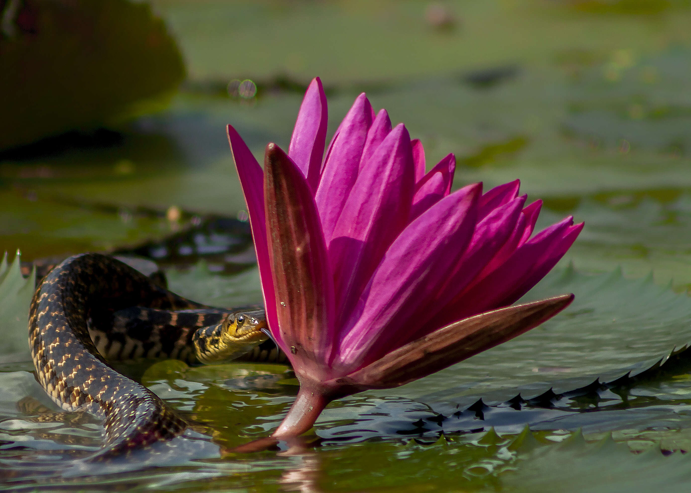 Image of Checkered Keelback Snake