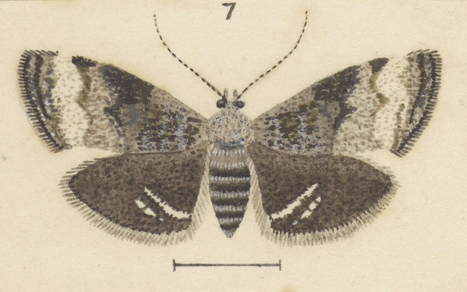 Image of Asterivora albifasciata Philpott 1924
